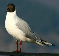 Mouette rieuse