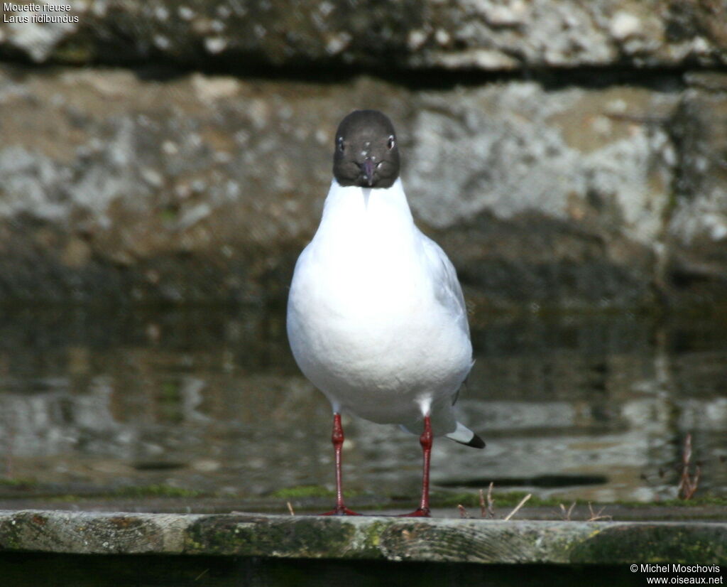 Black-headed Gulladult breeding, identification