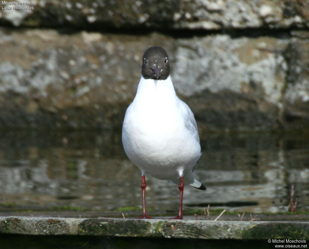 Mouette rieuseadulte nuptial, identification