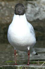 Mouette rieuse