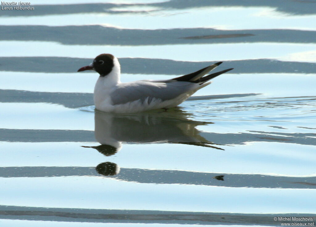 Mouette rieuseadulte nuptial, identification