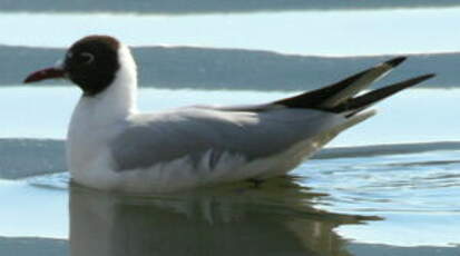 Mouette rieuse