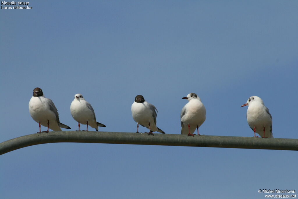 Black-headed Gull, identification