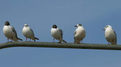 Mouette rieuse