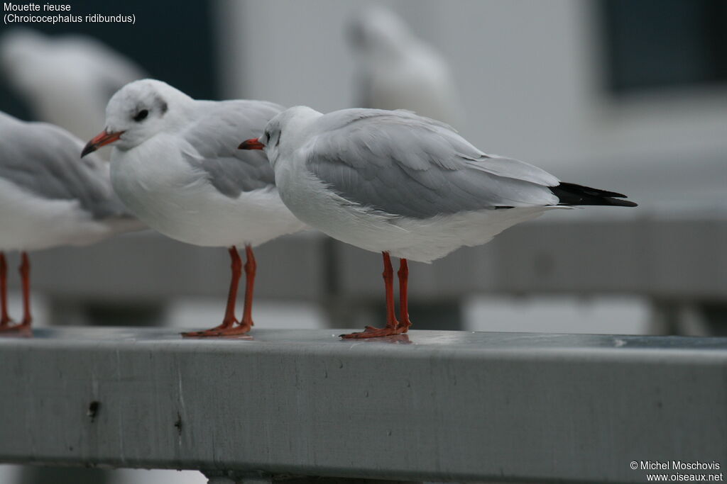 Black-headed Gull