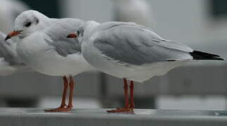 Black-headed Gull