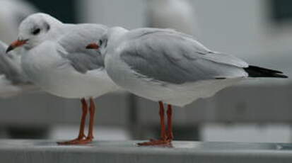 Mouette rieuse