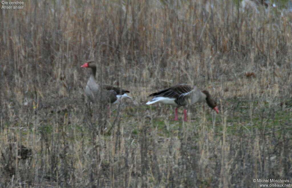 Greylag Goose adult breeding, identification