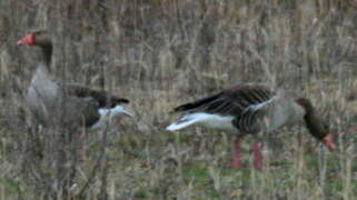 Greylag Goose