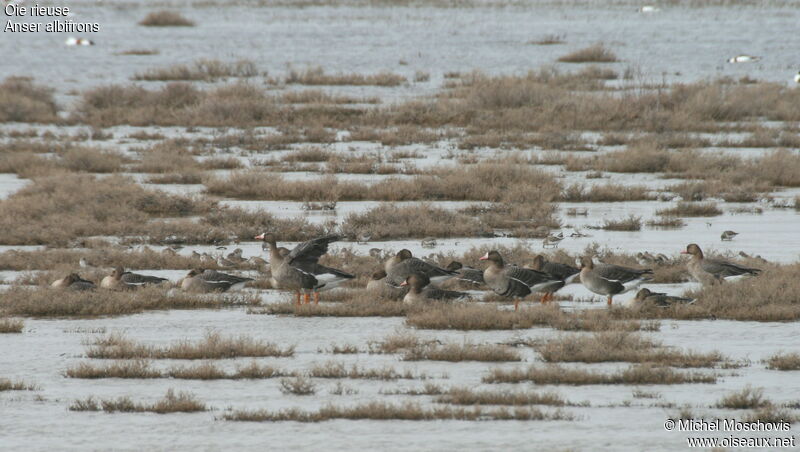 Greater White-fronted Goose, Behaviour