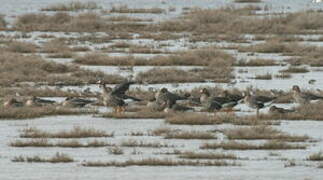 Greater White-fronted Goose