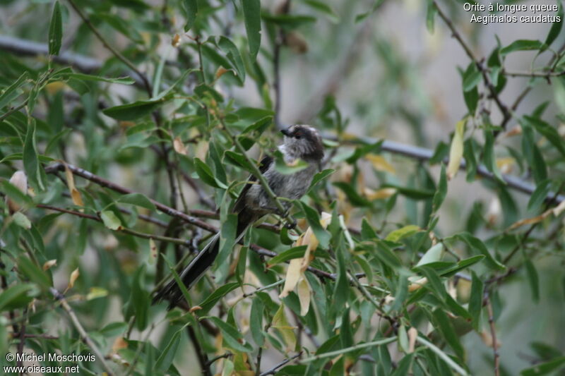 Long-tailed Tit