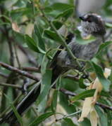 Long-tailed Tit