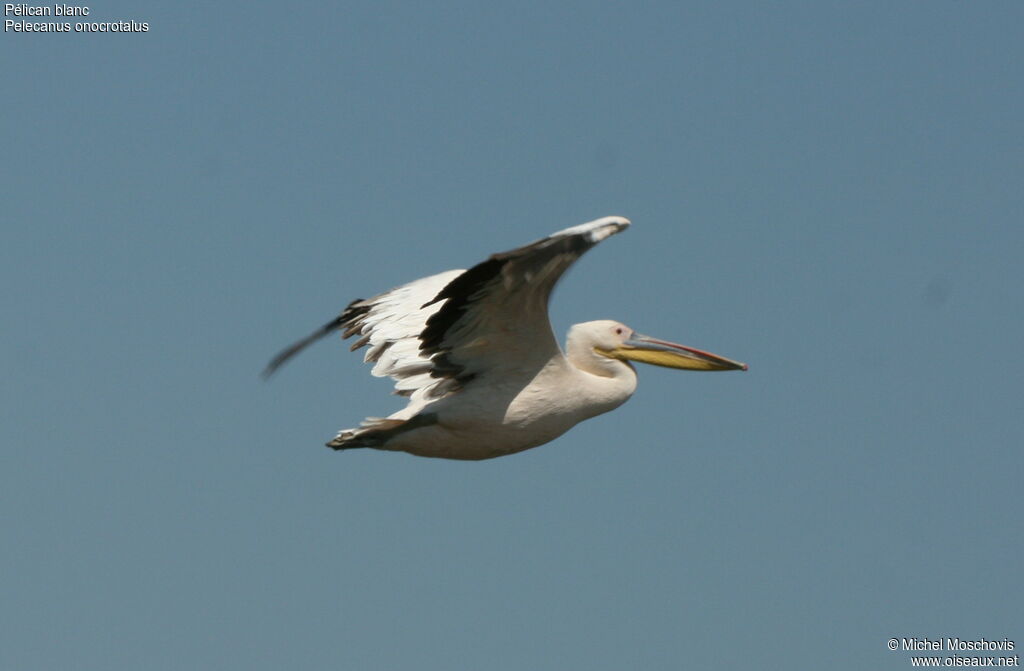 Pélican blanc