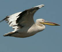 Great White Pelican