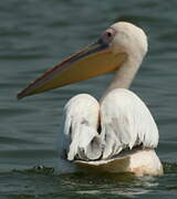 Great White Pelican