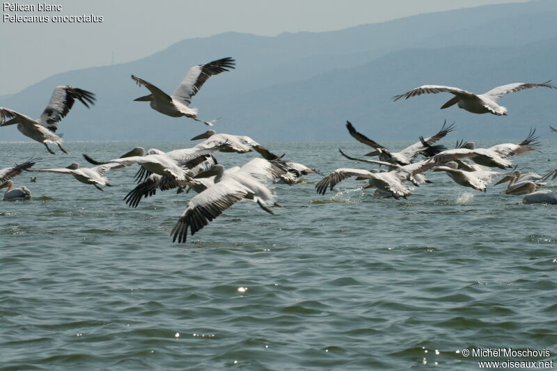 Great White Pelican, Flight