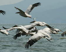 Great White Pelican