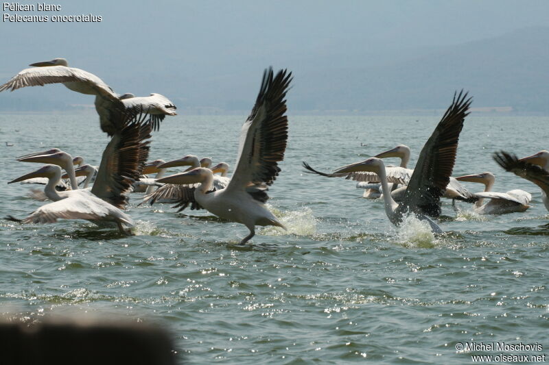 Great White Pelican, Flight