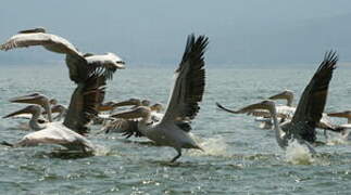 Great White Pelican