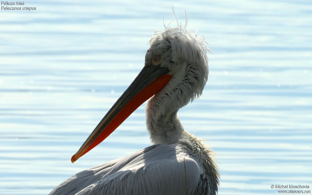 Dalmatian Pelicanadult breeding, identification