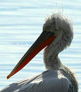 Dalmatian Pelican