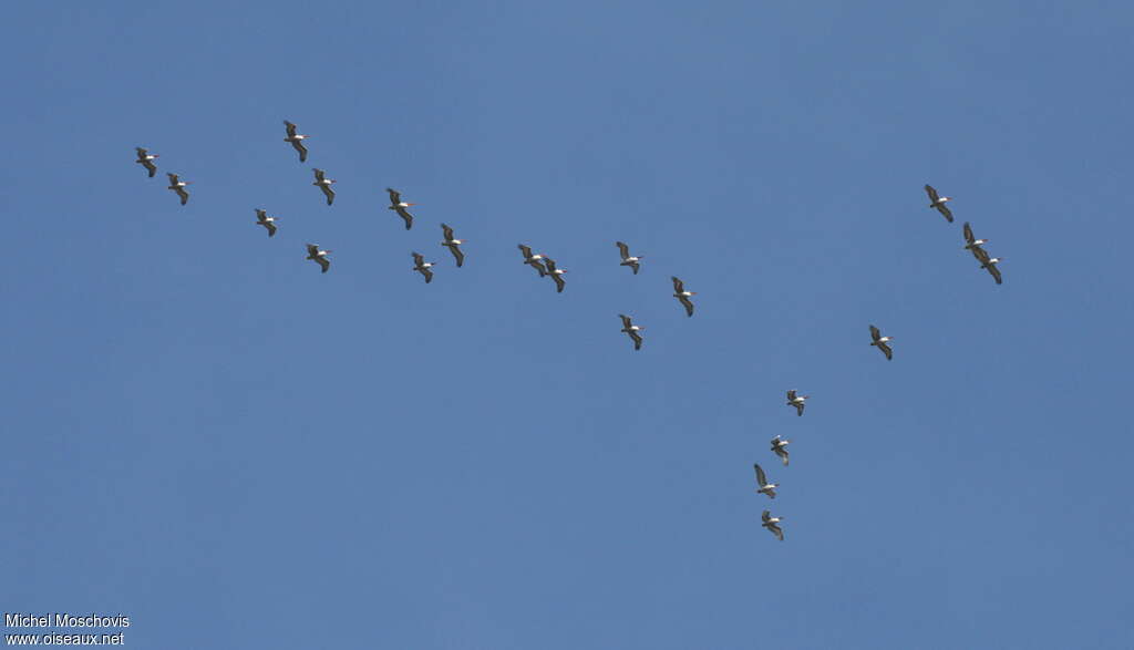 Dalmatian Pelican, Flight