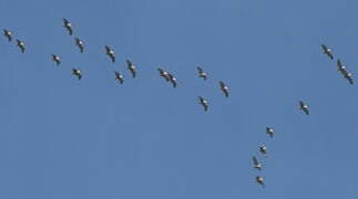 Dalmatian Pelican