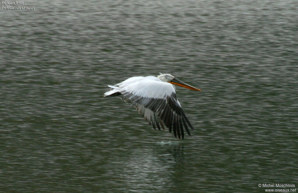 Dalmatian Pelicanadult breeding, Flight