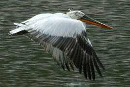 Dalmatian Pelican