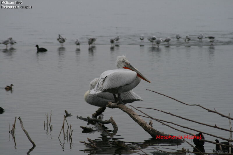 Dalmatian Pelican