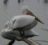 Dalmatian Pelican