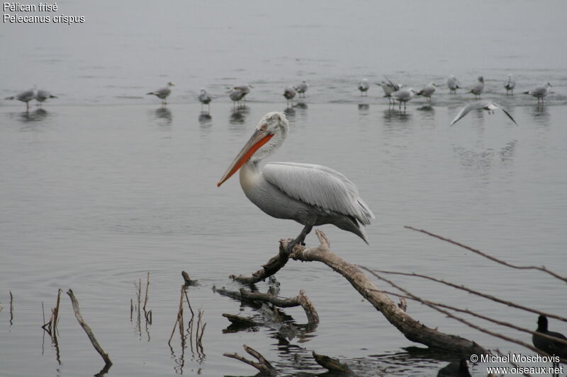 Dalmatian Pelican