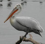 Dalmatian Pelican