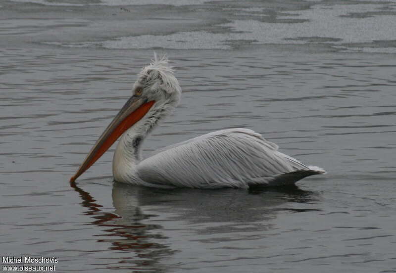 Dalmatian Pelican