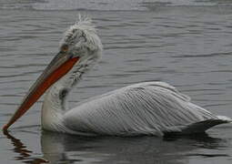 Dalmatian Pelican