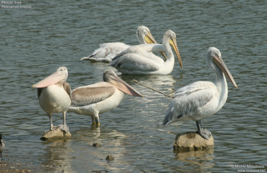 Dalmatian Pelican