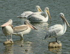 Dalmatian Pelican