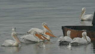 Dalmatian Pelican