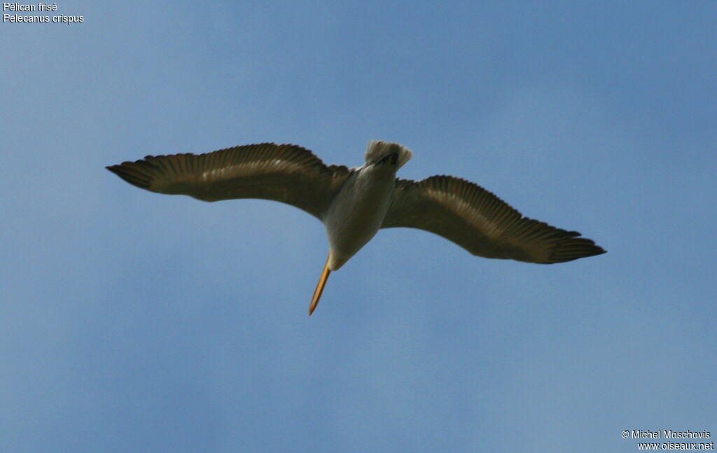 Dalmatian Pelican, Flight