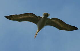 Dalmatian Pelican