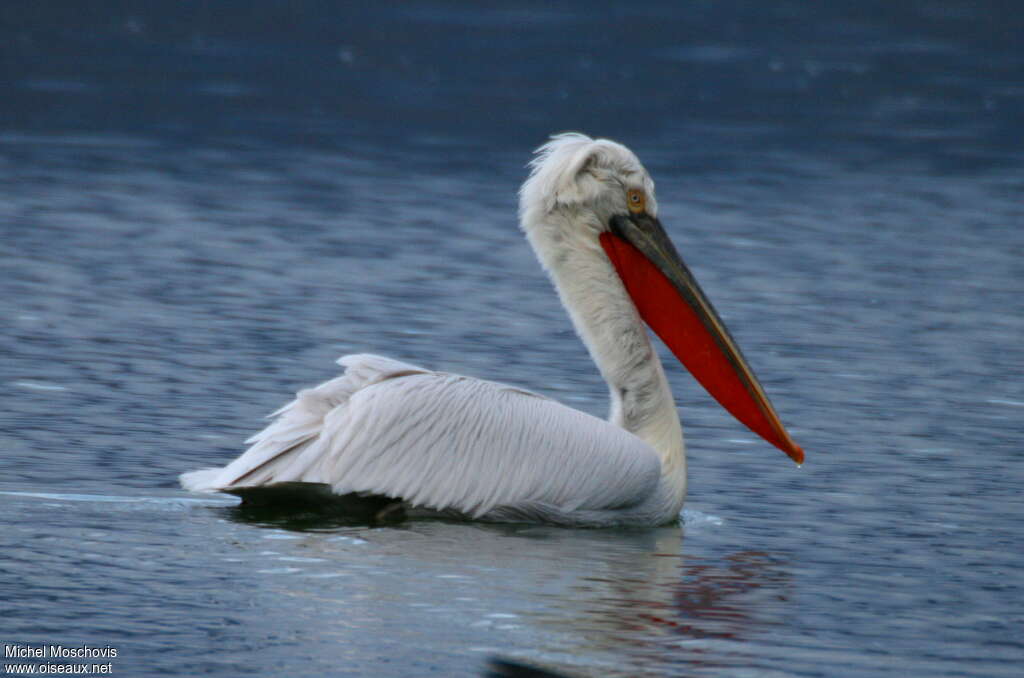 Dalmatian Pelicanadult breeding, swimming