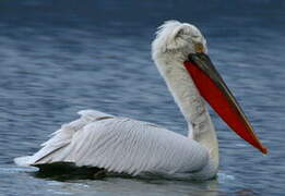 Dalmatian Pelican