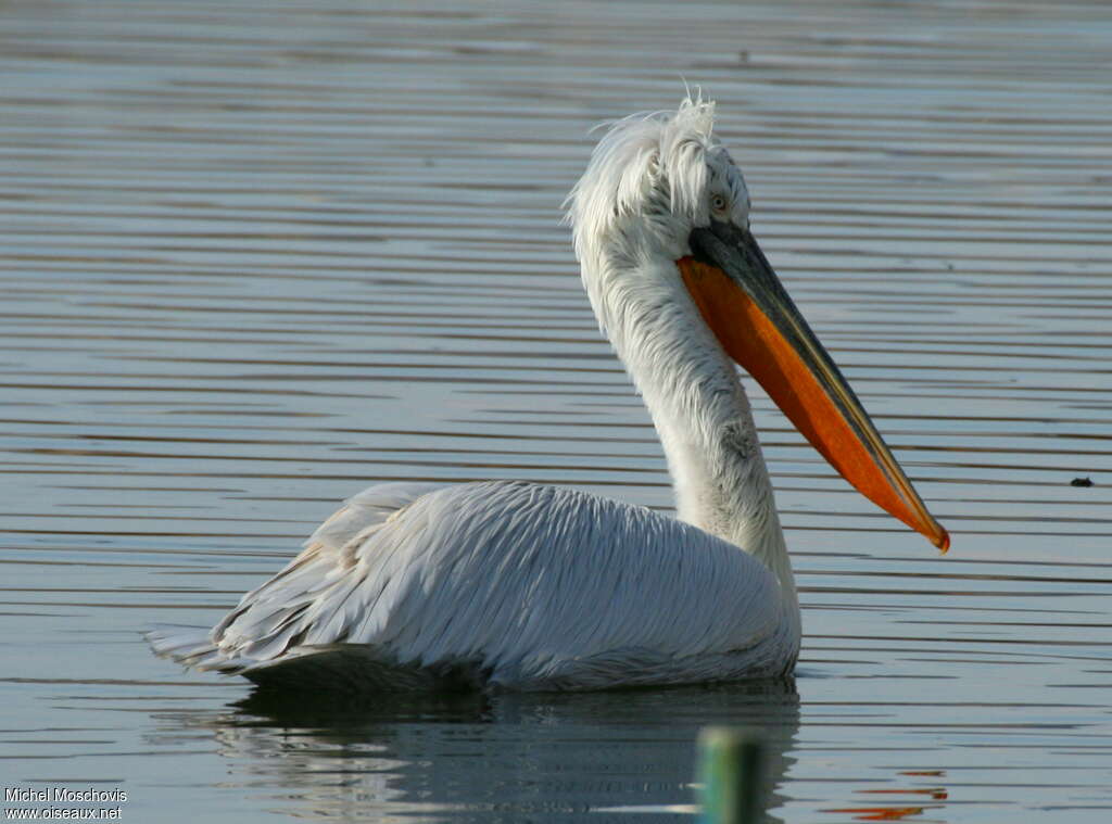 Dalmatian Pelicanadult breeding, identification