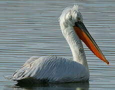 Dalmatian Pelican