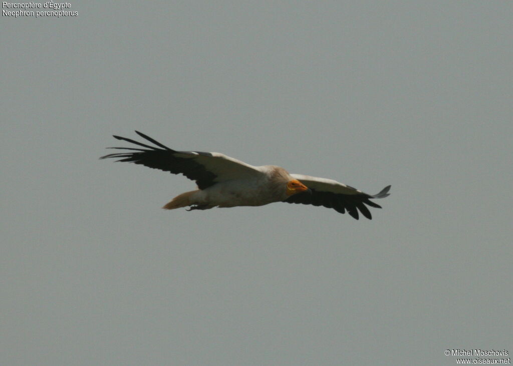 Egyptian Vulture, Flight