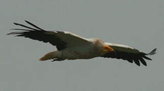 Egyptian Vulture