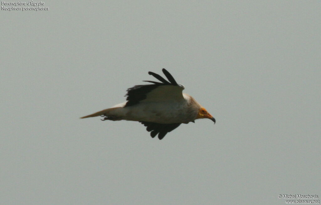 Egyptian Vulture, Flight