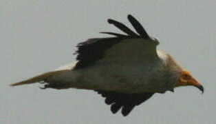 Egyptian Vulture