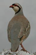 Chukar Partridge